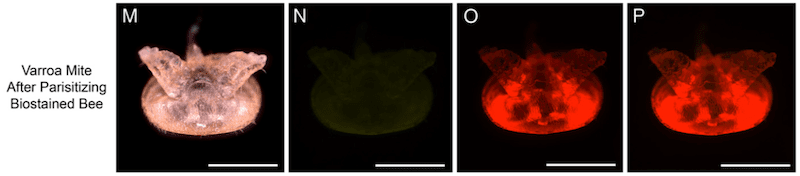 Mites visualised after feeding on fluorescently labelled bees