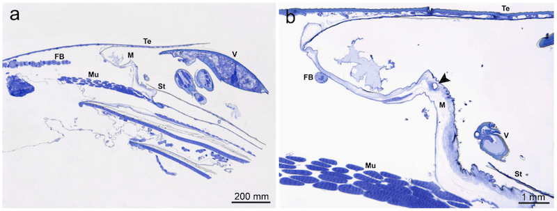 EM cross-section of Varroa feeding