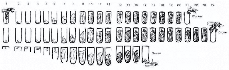 Honey bee development
