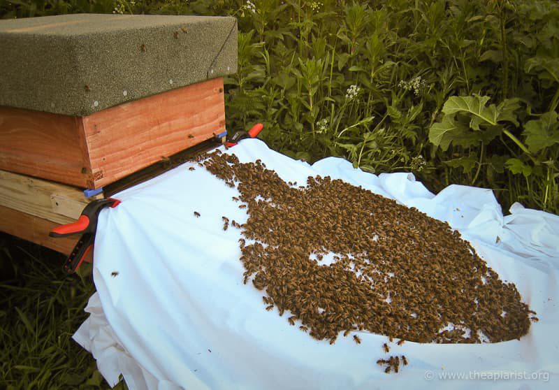 'Walking' a swarm into a hive