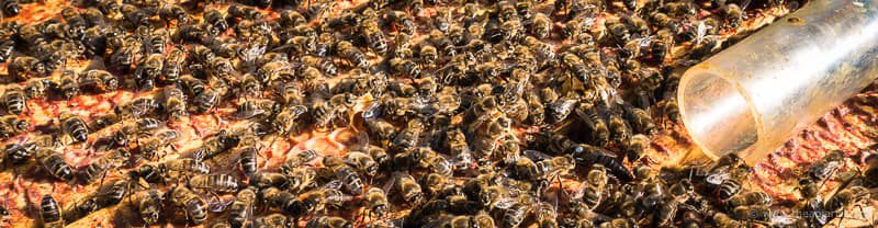 White clipped and marked queen returning to the colony