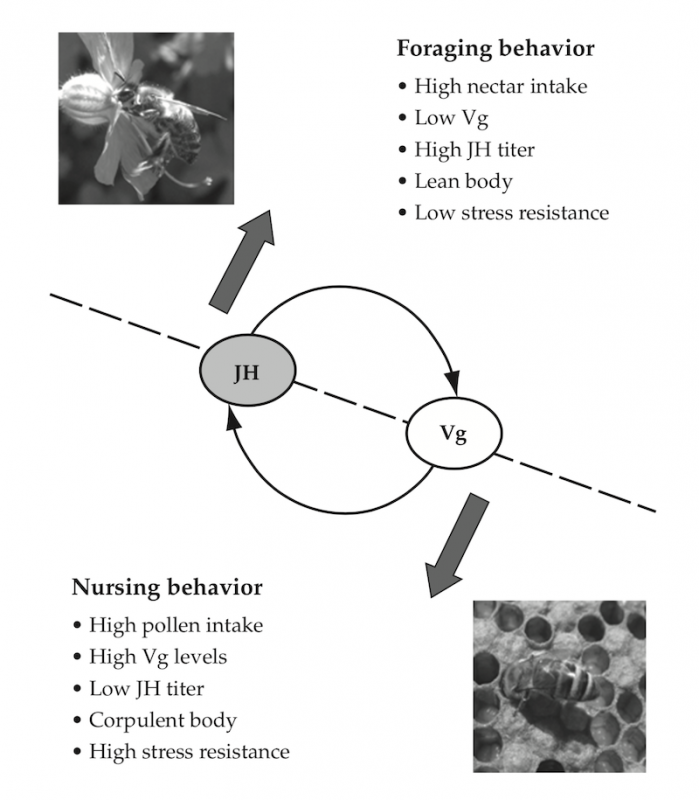 Behavioural maturation in worker bees