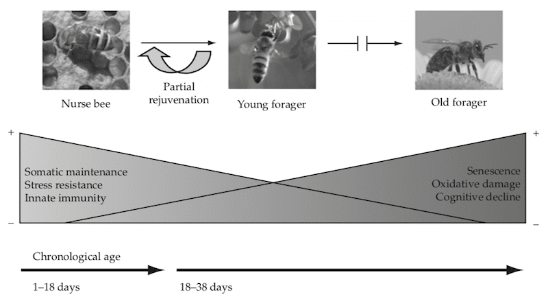 Reversible maturation in worker bees