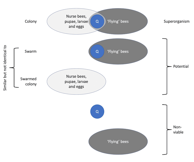 Swarms, splits and superorganisms