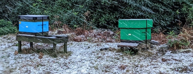 Snowing in the apiary